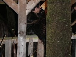 Baumkronenweg Kopfing