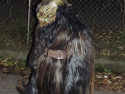 Gehörlosenverein Linz